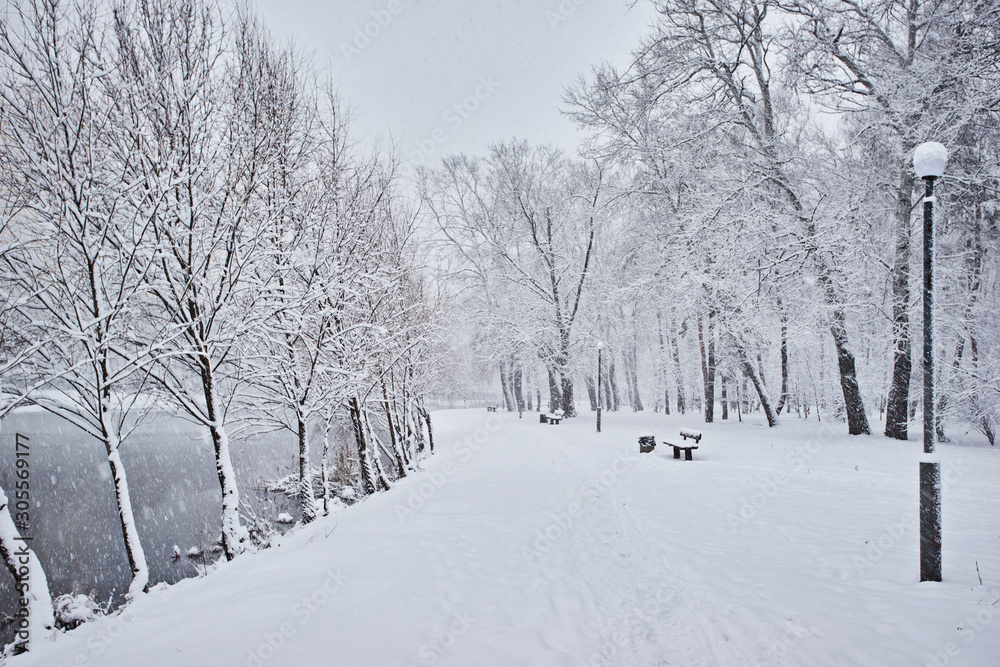 Winter, forest, snow. Snow-covered pine forest, trees in the snow, a beautiful winter landscape.