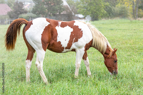 Beautiful brown-white horse grazes in a meadow.