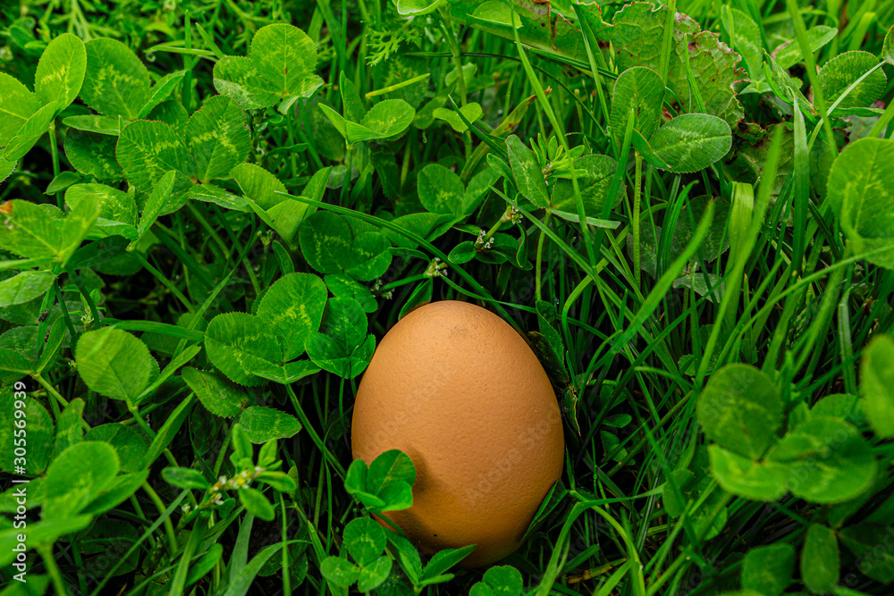 Fresh egg in green grass in the garden Fresh egg in green grass in the garden
