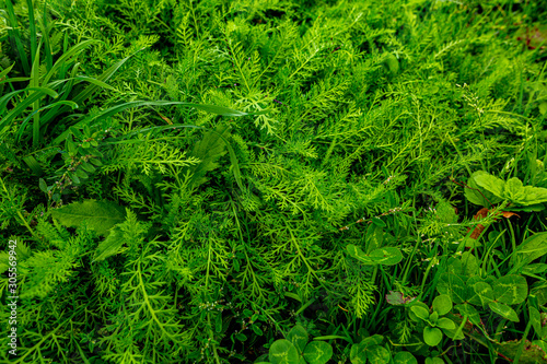 Green background composed of grass, shamrocks and yarrow. the photo is located Achillea millefolium L and Trifolium pratense