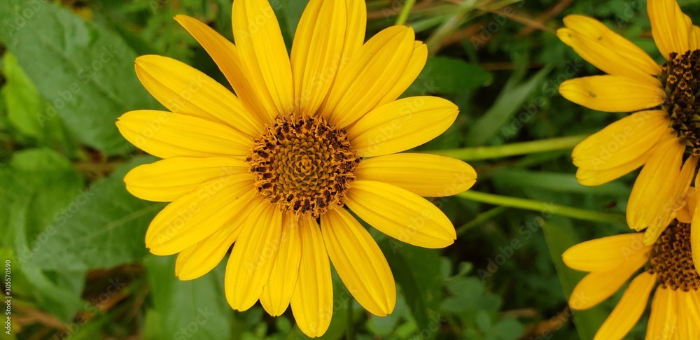 yellow flowers in garden yellow flowers in garden