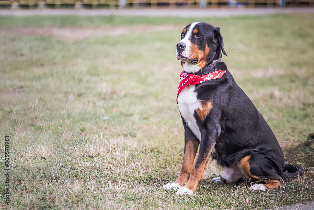 lucky Bernese Berner Sennenhund Big dog on green field. Portrait of large domestic dog. A beautiful animal with a bandana on neck. lucky Bernese Berner Sennenhund Big dog on green field. Portrait of large domestic dog. A beautiful animal with a bandana on neck.