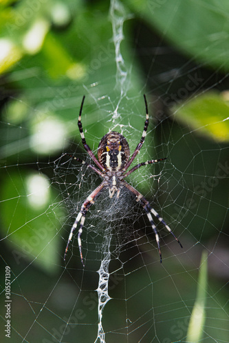 Wasp spider ( Argiope bruennichi ). It is a species of orb-web spider distributed throughout central Europe, northern Europe, north Africa.