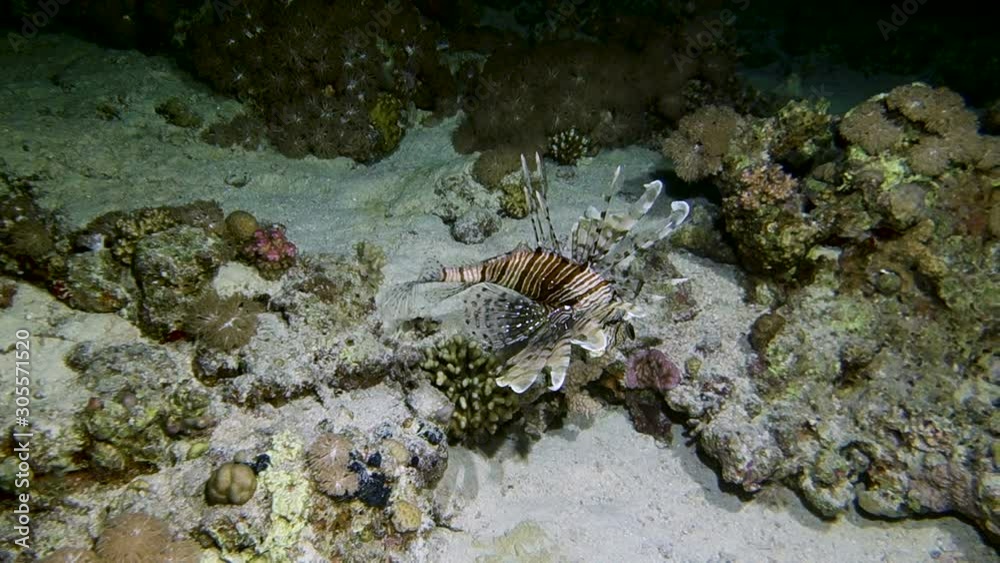 Lion Fish Hunting at night at a colorful coral reef. Beautiful Aquatic Underwater Wildlife footage. Lion Fish Hunting at night at a colorful coral reef. Beautiful Aquatic Underwater Wildlife footage.