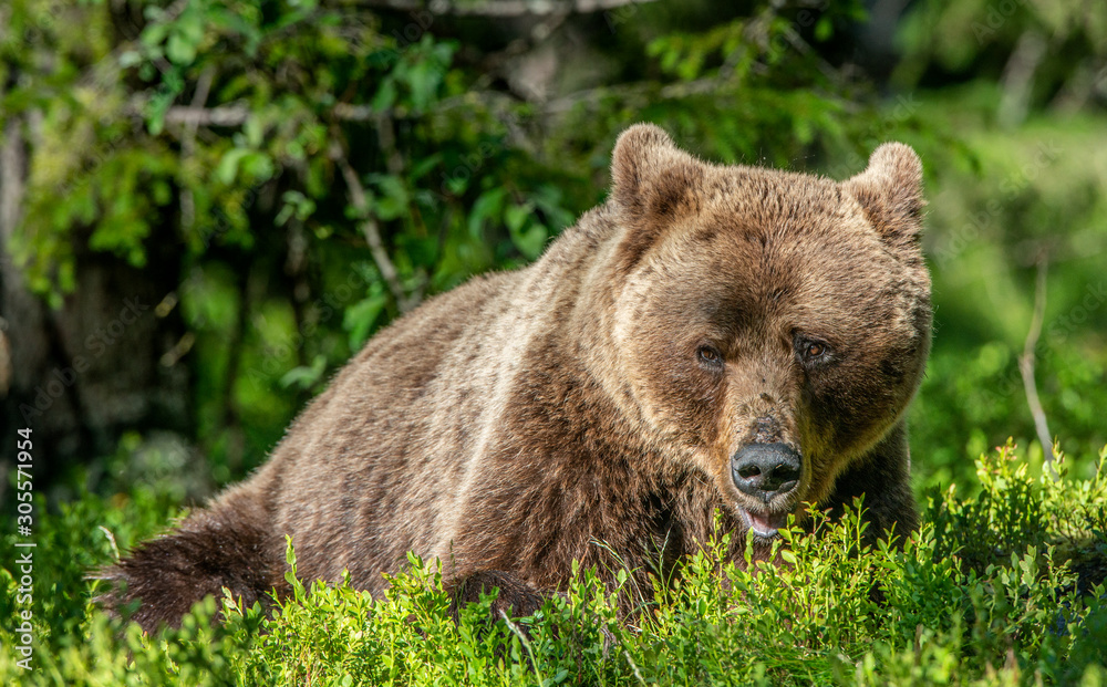 Adult Brown Bear. Close up portrait of Brown bear in the summer forest. Green natural background. Natural habitat. Scientific name: Ursus Arctos. Adult Brown Bear. Close up portrait of Brown bear in the summer forest. Green natural background. Natural habitat. Scientific name: Ursus Arctos.