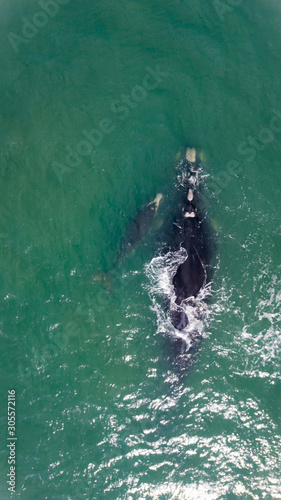 baleia franca free whale ocean oceano mar Eubalaena australis
