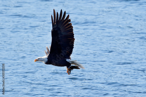 Bald eagle soaring low with a fish.
