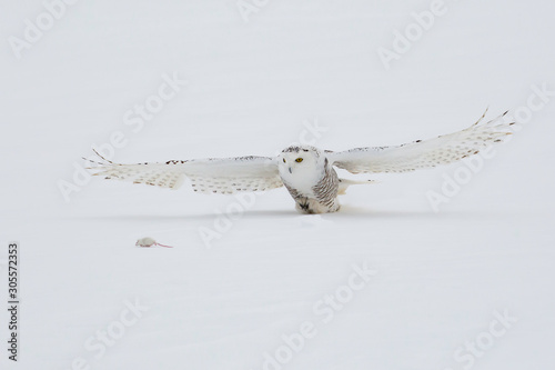 Snowy Owl Hunting a Rodent