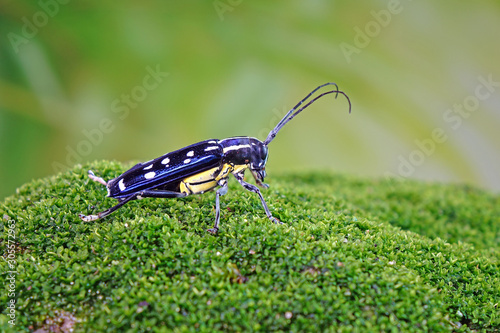 Long horn beetle in tropical forest of Thailand. The Asian white spots long horn beetle (Threnetica lacrymans) Selective focus with blurred background and copy space.