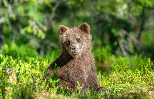 Brown bear cub in the summer forest. Scientific name: Ursus arctos. Natural Green Background. Natural habitat. Summer season