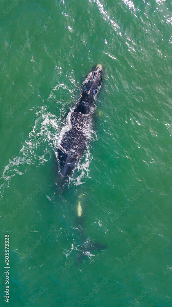 baleia franca free whale ocean oceano mar Eubalaena australis baleia franca free whale ocean oceano mar Eubalaena australis