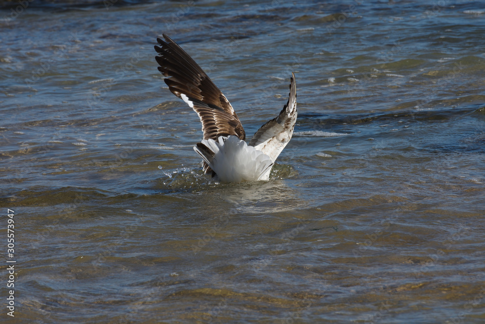 Kelp Gull Splash Down In Seawater (Larus dominicanus), Mossel Bay, South Africa Kelp Gull Splash Down In Seawater (Larus dominicanus), Mossel Bay, South Africa