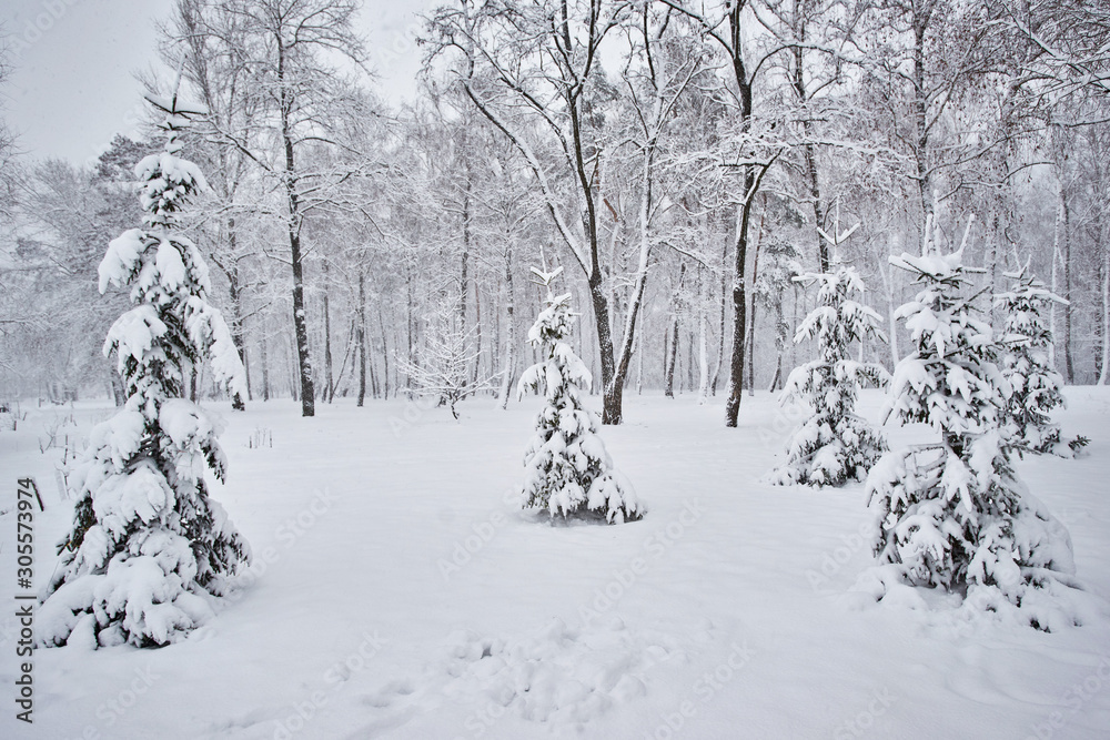 Winter, forest, snow. Snow-covered pine forest, trees in the snow, a beautiful winter landscape.