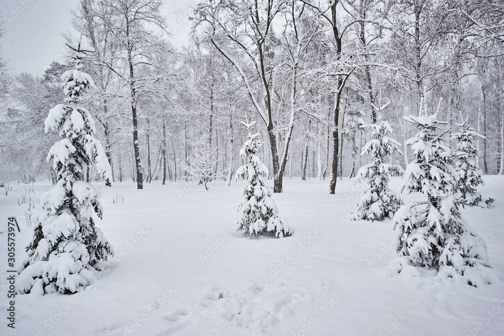 Winter, forest, snow. Snow-covered pine forest, trees in the snow, a beautiful winter landscape. Winter, forest, snow. Snow-covered pine forest, trees in the snow, a beautiful winter landscape.
