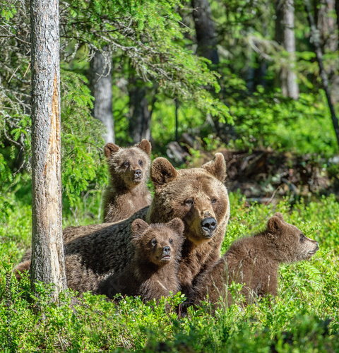 Brown bears. She-bear and bear-cubs in the summer forest. Green forest natural background. Scientific name: Ursus arctos.