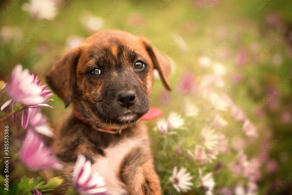 Retrato de cachorros