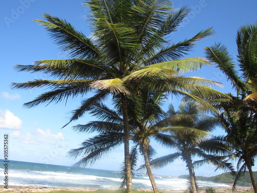 palm trees on beach © Paola