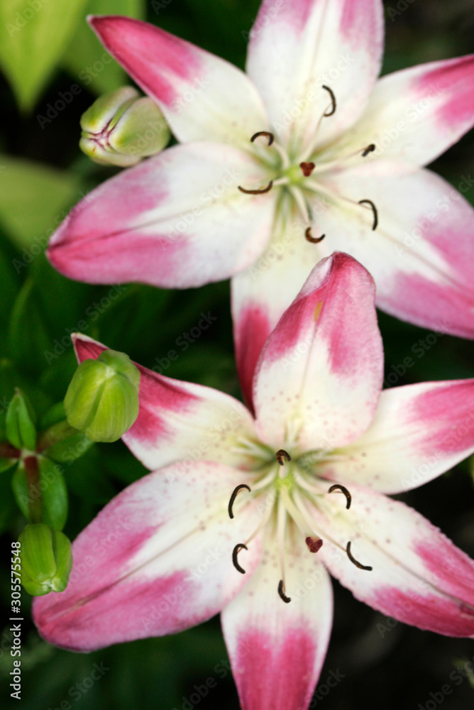 Pink white daylily close-up