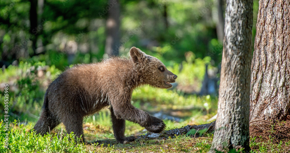 Obraz premium Brown bear cub in the summer forest. Scientific name: Ursus arctos. Natural Green Background. Natural habitat. Summer season