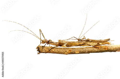 Image of a siam giant stick insect and stick insect baby on dry branches on white background. Insect Animal. photo