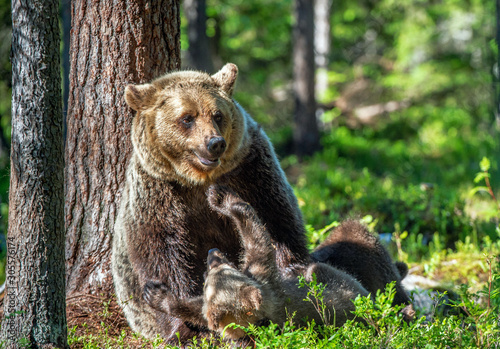 Brown bears. She-bear and bear-cubs in the summer forest. Green forest natural background. Scientific name: Ursus arctos.
