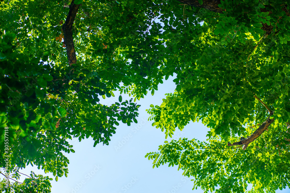 Obraz premium Green tree flora leaf of Burma Padauk against sun light