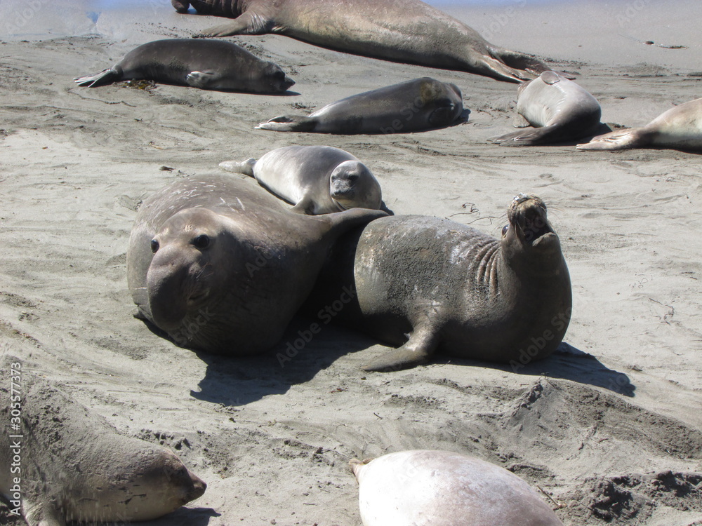 Obraz premium Sea lions playing on the beach in California