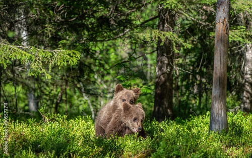 Brown Bear Cubs playfully fighting, Scientific name: Ursus Arctos Arctos. Summer green forest background. Natural habitat. © Uryadnikov Sergey
