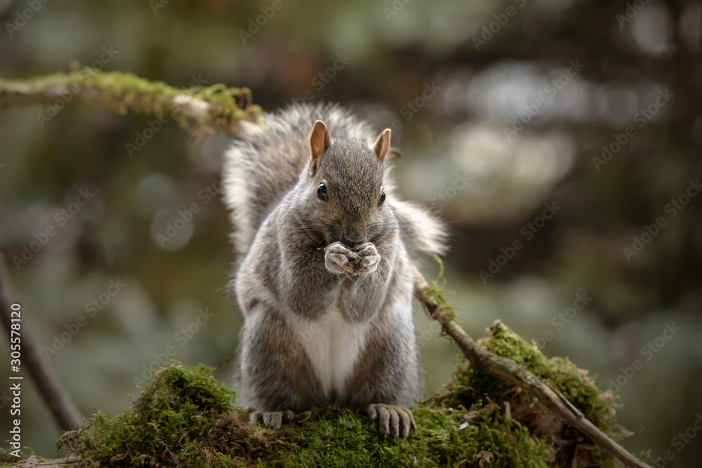 Eastern gray squirrel, known as the grey squirrel is native animal to eastern North America Eastern gray squirrel, known as the grey squirrel is native animal to eastern North America