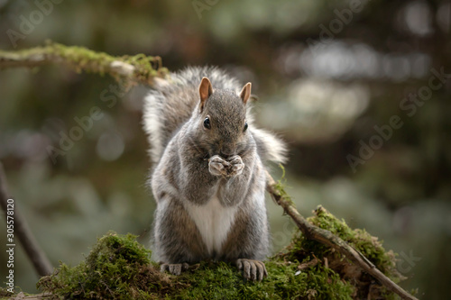 Eastern gray squirrel, known as the grey squirrel is native animal  to eastern North America