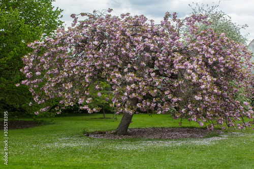 Cherry Blossoms at Kew Gardens, England