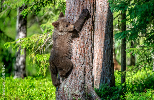 Brown bear cub climbs a tree. Natural habitat. In Summer forest. Sceintific name: Ursus arctos.