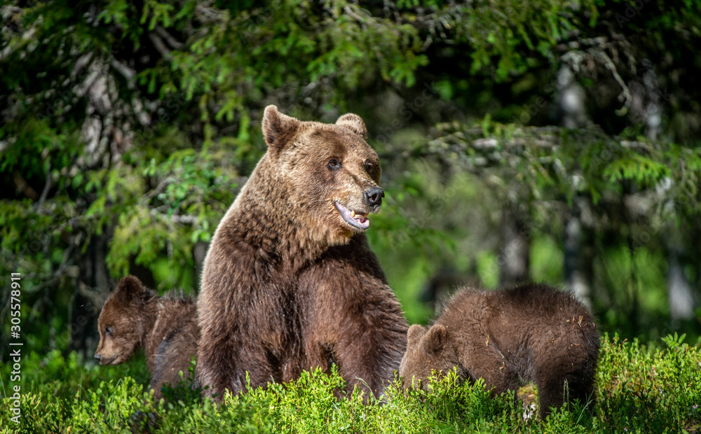 Brown bears. She-bear and bear-cubs in the summer forest. Green forest natural background. Scientific name: Ursus arctos. Brown bears. She-bear and bear-cubs in the summer forest. Green forest natural background. Scientific name: Ursus arctos.