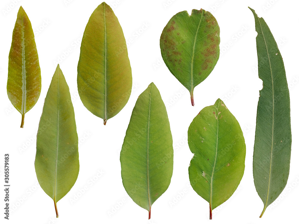 Obraz premium Collection of Eucalyptus leaf isolated on white background, set of leaves, Natural green leaf.