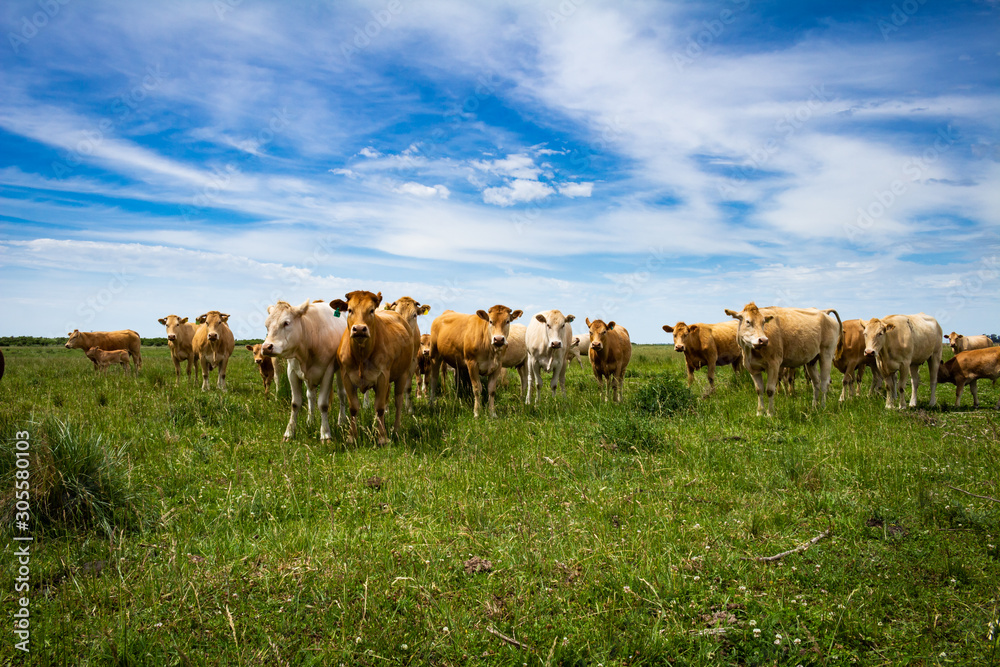Beige cows of the blonde aquitaine breed. Animals for human consumption grazing Beige cows of the blonde aquitaine breed. Animals for human consumption grazing