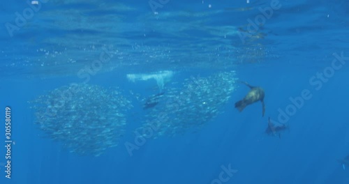 Wallpaper Mural Marlins and sea lions hunting in group in Magdalena Bay, Baja California Sur, Mexico. Torontodigital.ca