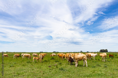 Fototapeta Naklejka Na Ścianę i Meble -  Beige cows of the blonde aquitaine breed. Animals for human consumption grazing