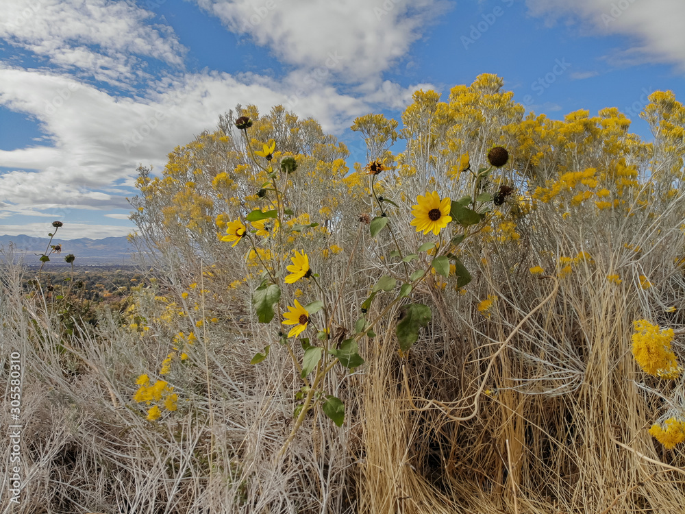 Εκτύπωση καμβά Beauty in the small things of Albuquerque, New Mexico, from the Sandy Crest
