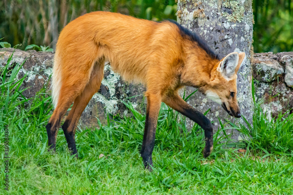 Obraz premium maned wolf sniffing