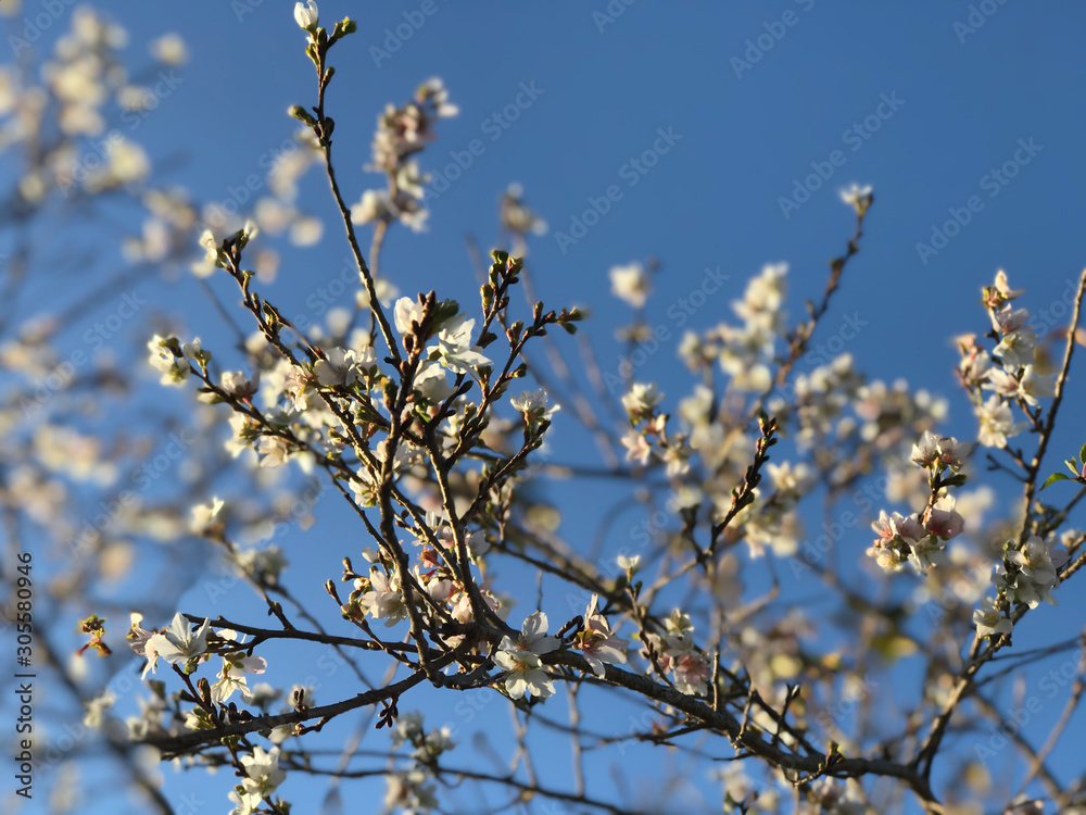 selective focus of many small white flower. selective focus of many small white flower.