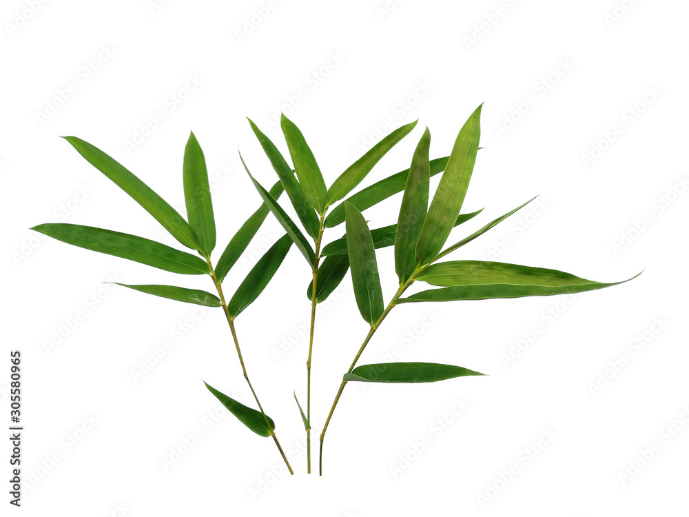 Naklejka premium Tree with green leaves. The name of the plant is Bambusoideae. Bamboo leaf on white background.