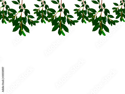 Banyan tree leaf or Ficus leaf frame, isolated on a white background, green leaf frame and natural leaves