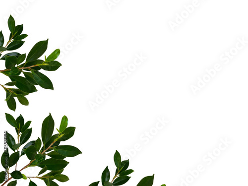 Banyan tree leaf or Ficus leaf frame  isolated on a white background  green leaf frame and natural leaves