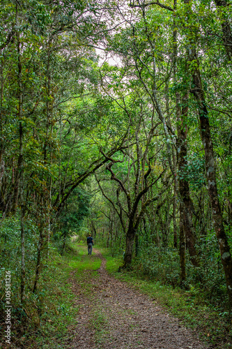 path in the forest