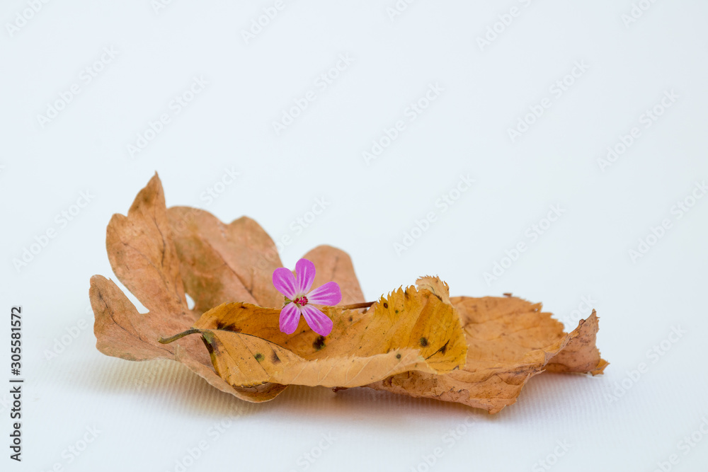 Closeup of dried leaves in contrast to the purple flower isolated on a light background Closeup of dried leaves in contrast to the purple flower isolated on a light background