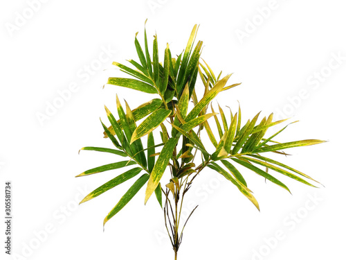 Tree with green leaves. The name of the plant is Bambusoideae. Bamboo leaf on white background.