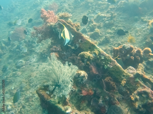 a moorish idol fish feeding on the liberty wreck in bali