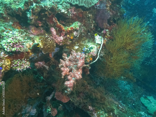 a soft coral growing on the wreck of the usat liberty at tulamben on bali