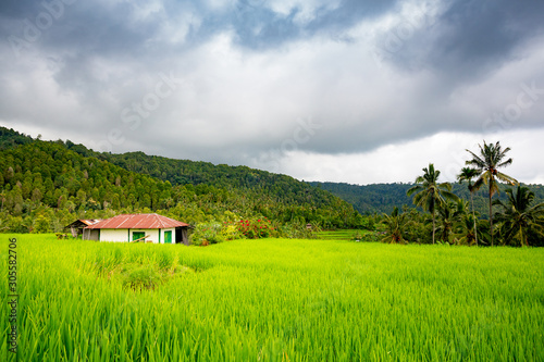 Rice fields near Munduk, Bali 