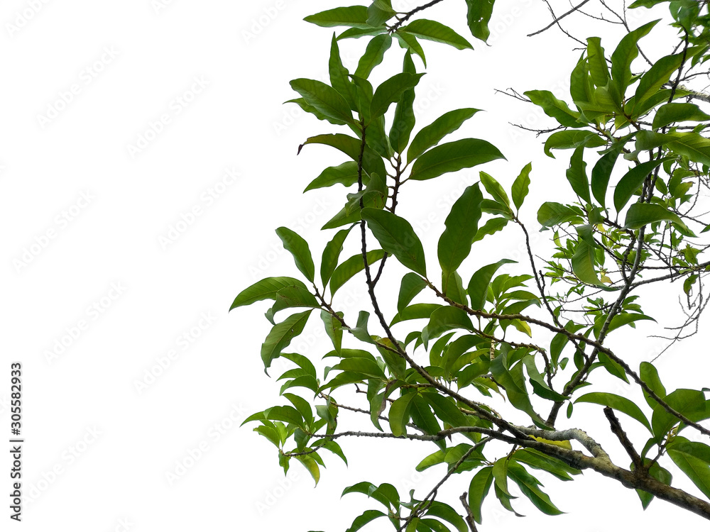 Obraz premium Tree with green leaves. Green leaf on white background.